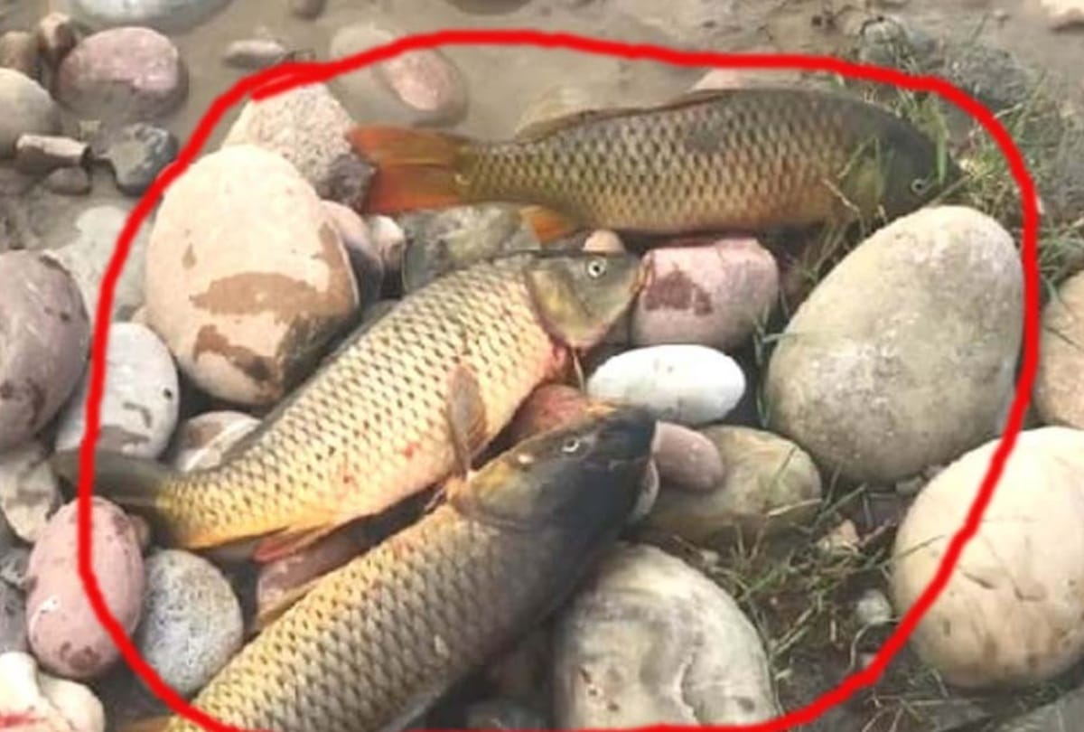 CM jairam thakur probe into case thousands of dead fish in swan river