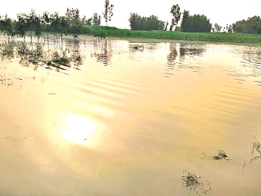 water of ganga is flowing in field, crops are destroying in gajrola amroha