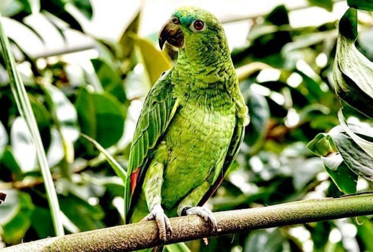 Mother killed her step daughters parrot 