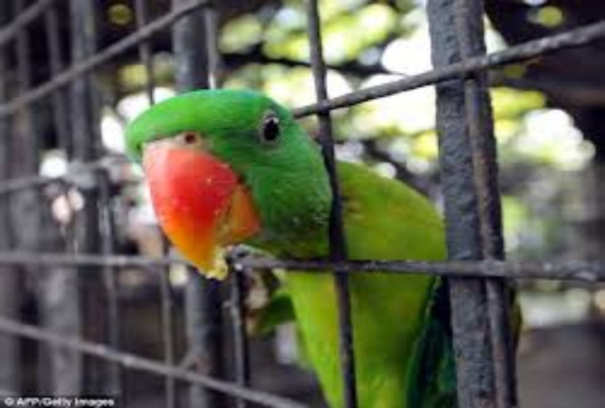 Mother killed her step daughters parrot 