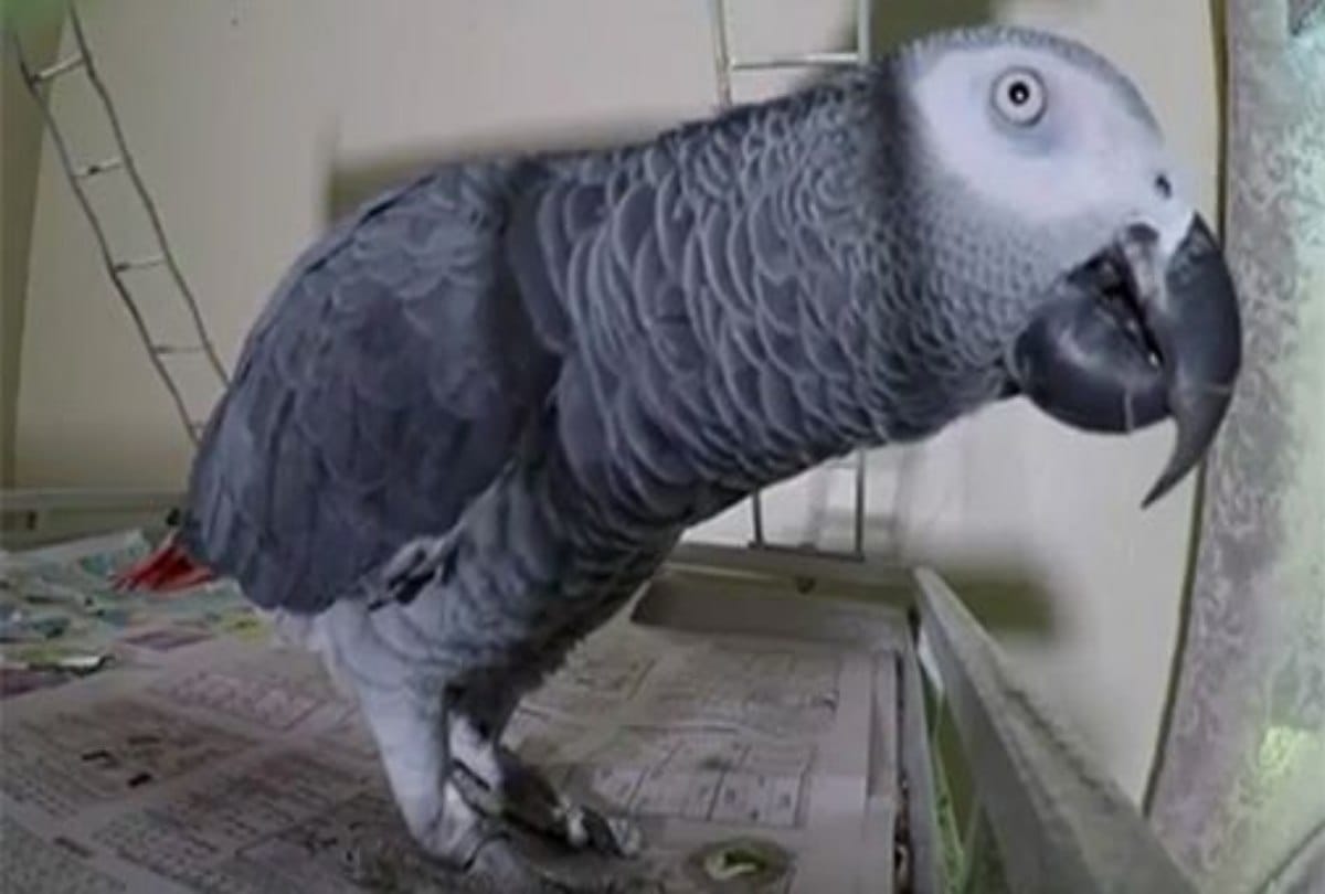 Mother killed her step daughters parrot 