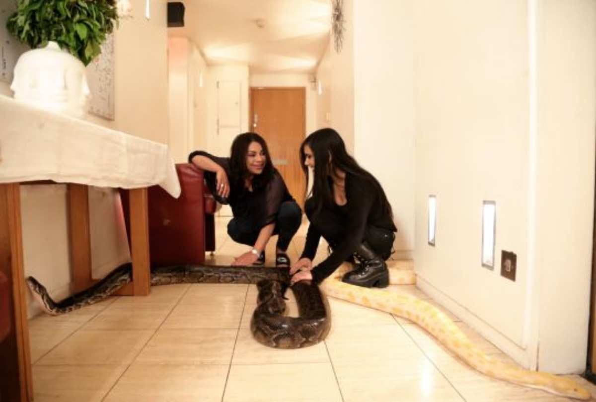 This Girl has attractive collection of snakes and python in London flat