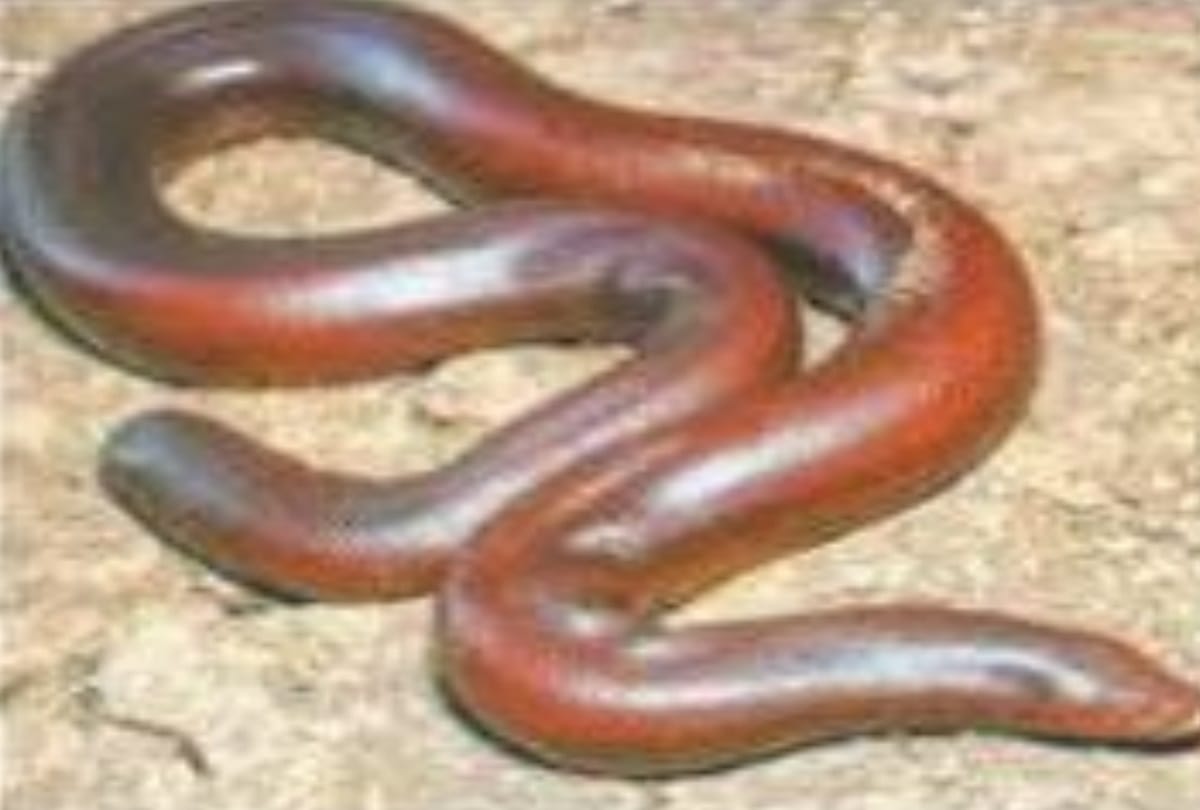 snake found in shahdara metro station dmrc issues helpline number