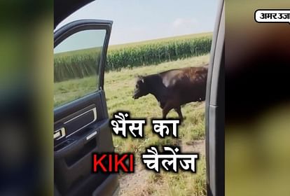 Video:भैंस ने एक्सेप्ट किया Kiki चैलेंज, देखिए डांस - Buffalo Accepted Kiki  Challenge, Funny Dance Goes Viral On Social Media - Amar Ujala Hindi News  Live