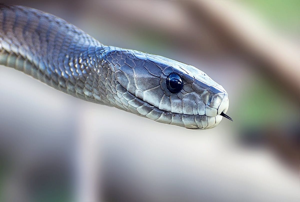 After snake resqued the family offered the car to Snake Catcher