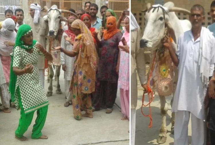  friendship of a farmer suresh and bull in rohtak of haryana