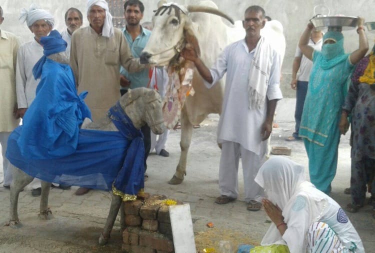  friendship of a farmer suresh and bull in rohtak of haryana