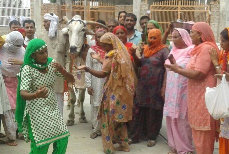 friendship of a farmer suresh and bull in rohtak of haryana