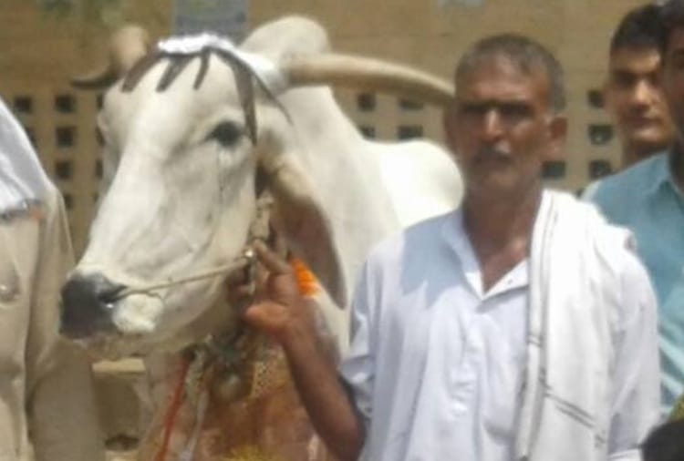  friendship of a farmer suresh and bull in rohtak of haryana