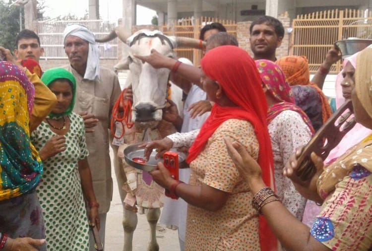  friendship of a farmer suresh and bull in rohtak of haryana