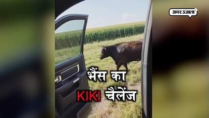BUFFALO ACCEPTED KIKI CHALLENGE, Funny dance goes viral on social media 