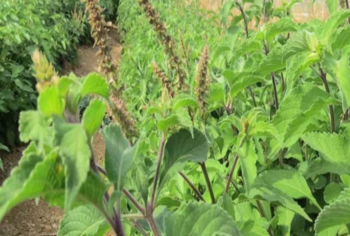 vastu tips these plants will bring happiness in your house