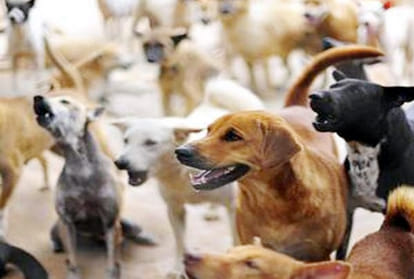 Old man killed by dogs