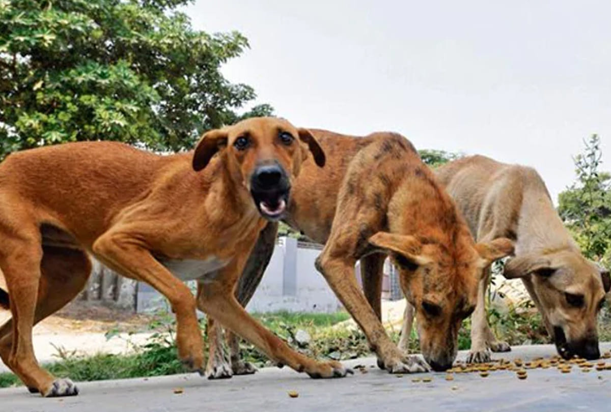 Old man killed by dogs