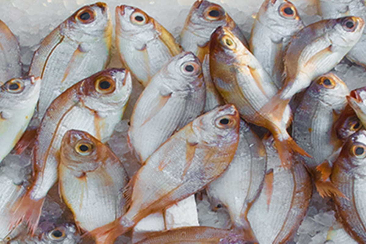 fishermen brothers netted a ghol fish which fetched them Rupees 5.5 lakh 