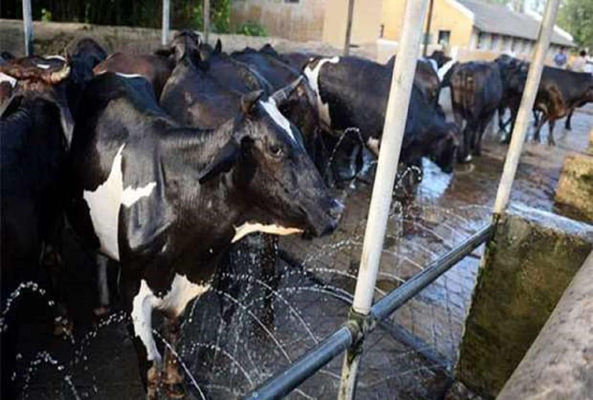 Military farm cows will be given to government departments and cooperatives