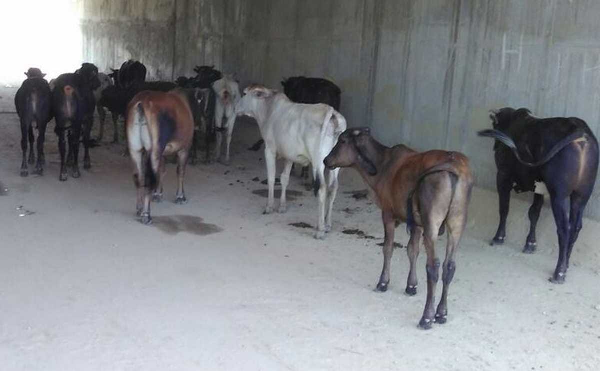 Farmer left animal in district majistrate office campus at mau