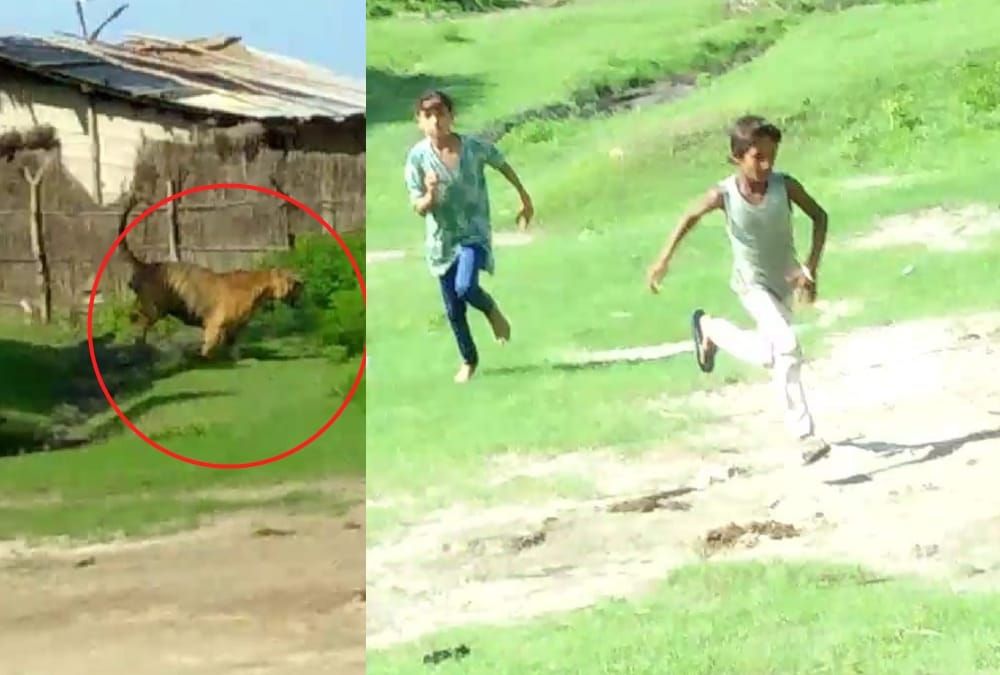 A tiger comes in village in bahraich.
