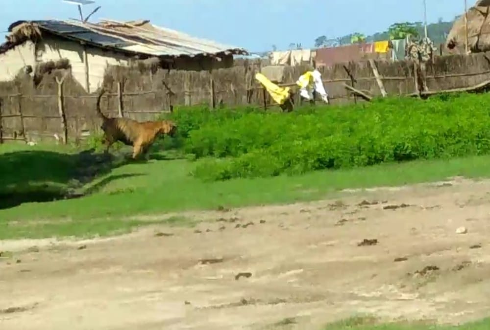 A tiger comes in village in bahraich.