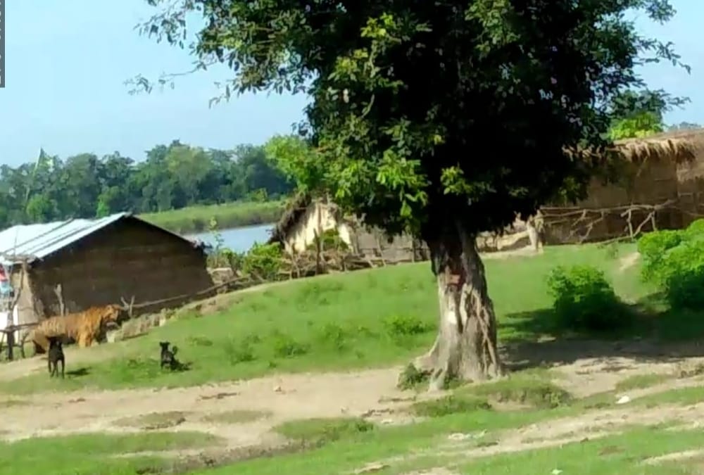 A tiger comes in village in bahraich.