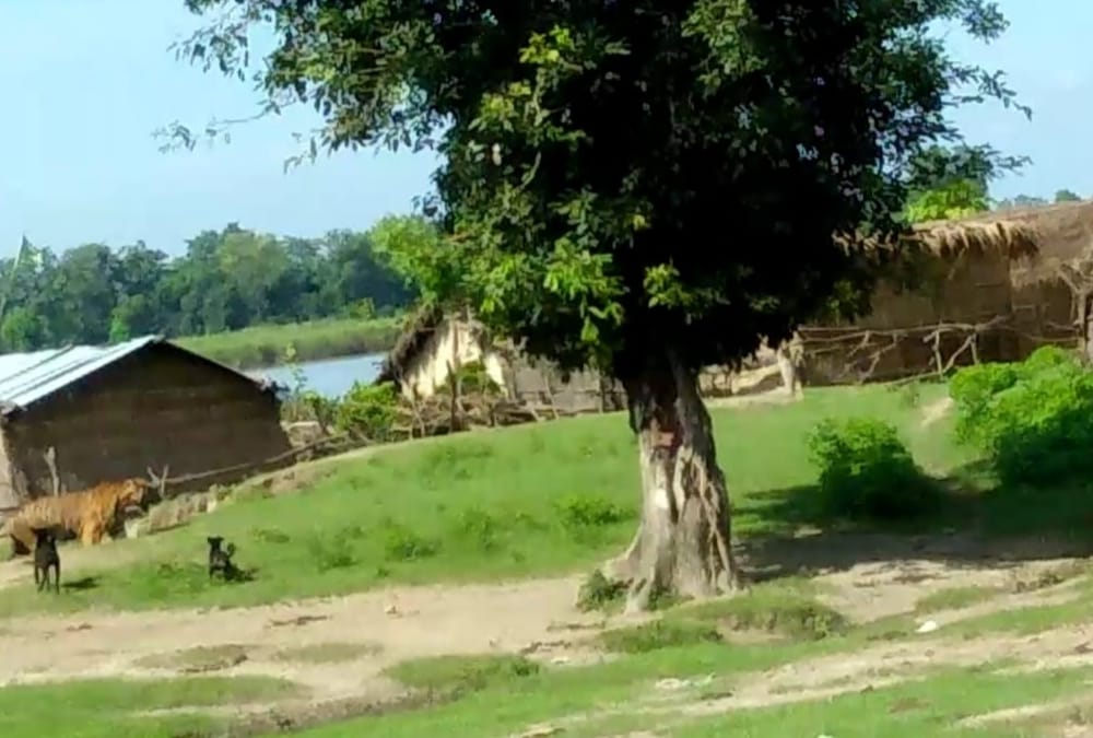 A tiger comes in village in bahraich.