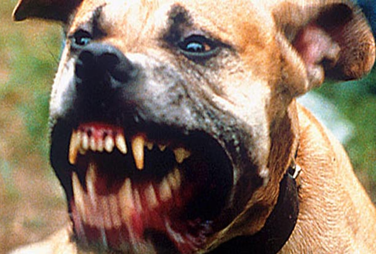Dogs threat from Mahoba