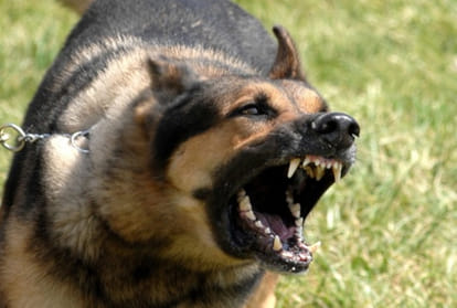 Dogs threat from Mahoba