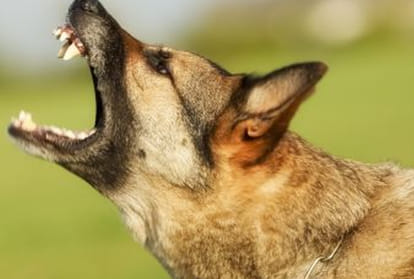 Dogs threat from Mahoba