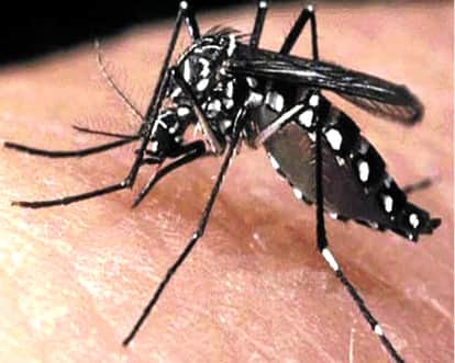 Know Why do mosquitoes make irritating buzzing noise
