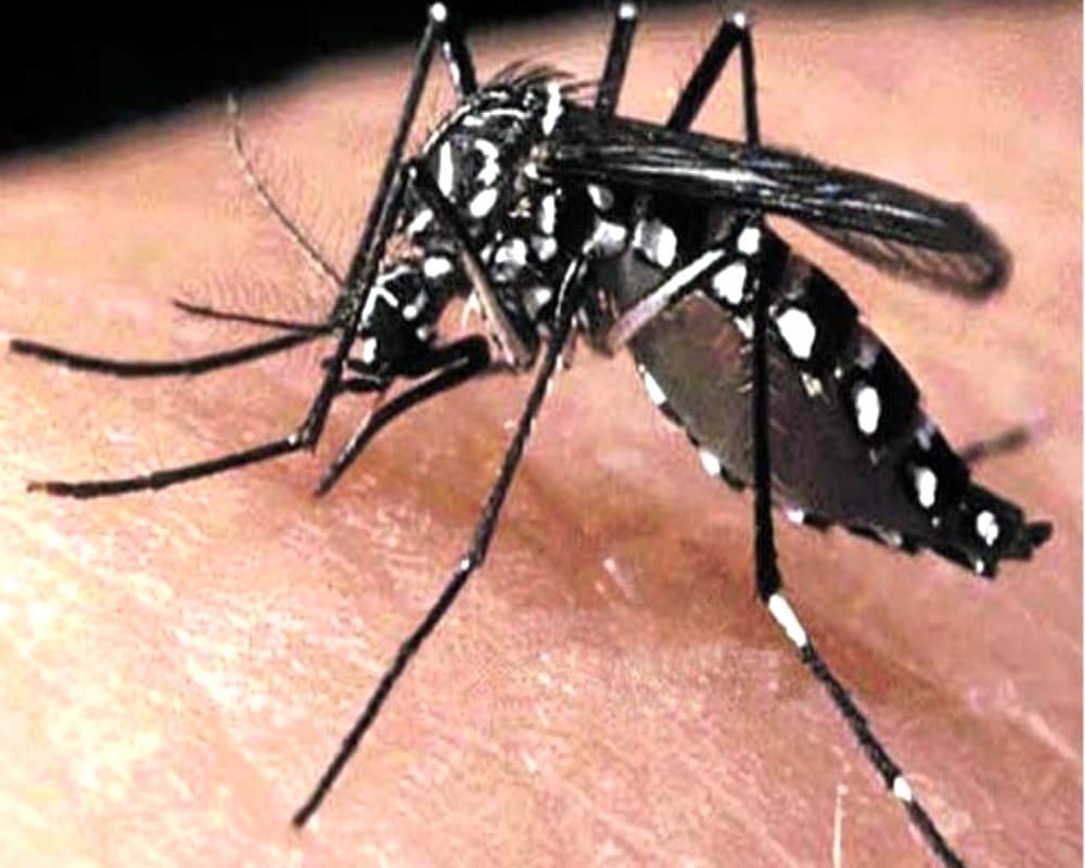 Difference between dengue and chikungunya