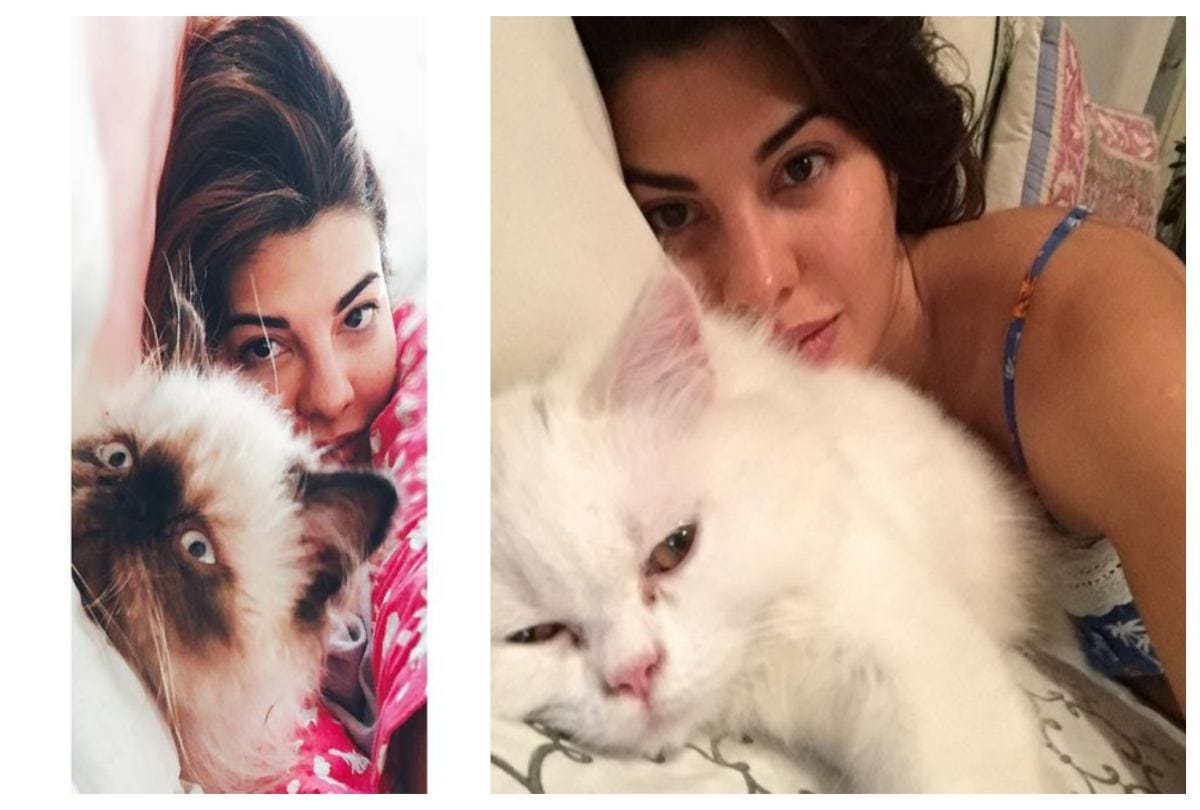 International Cat Day 2018 Funny Photos Of Bollywood Actresses Pet Cats