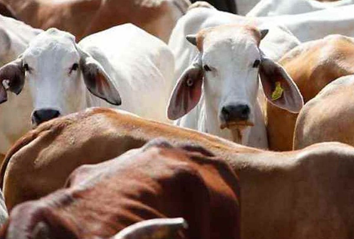 Here the fights in the name of cow and bull and their trafficking business crosses 50 billion