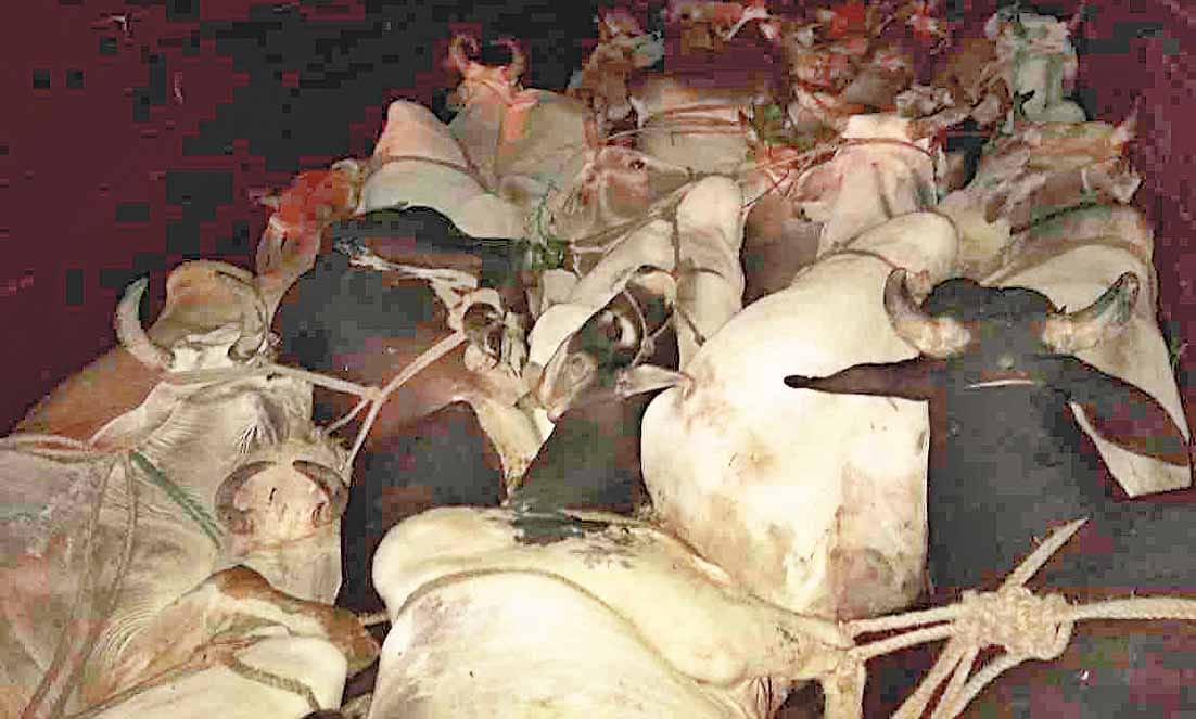 26animals recovered from canter