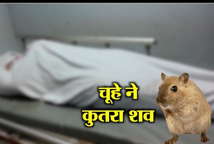 (Problems) Video:चूहों ने कुतर डाली डेड बॉडी, मच गया हंगामा - Shocking! Rats Bite Off  Dead Body Kept At Mp's Damoh District Hospital- Amar Ujala Hindi News Live