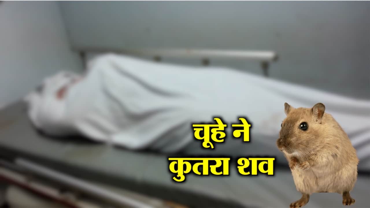 आईसीयू में चूहा