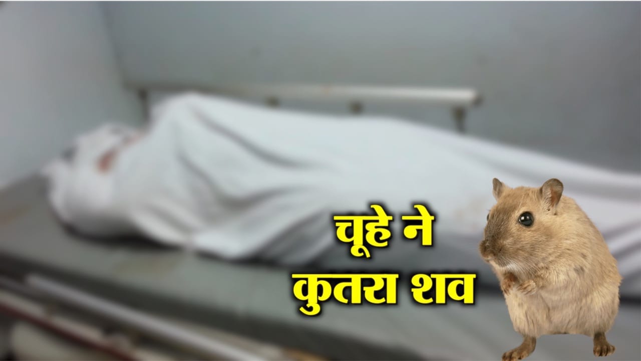 आईसीयू में चूहा