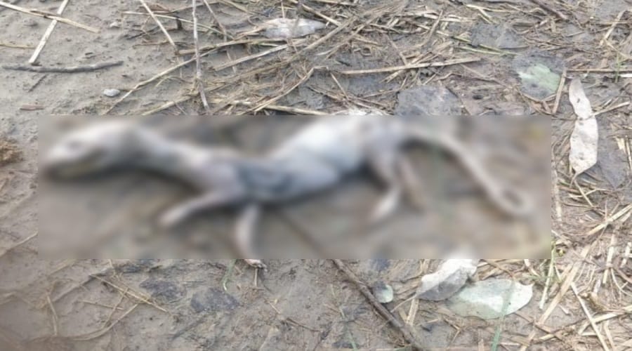 Dinosaurs found in the forest of the western UP! Officials did not confirm