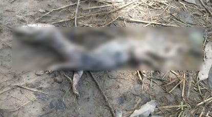Dinosaurs found in the forest of the western UP! Officials did not confirm
