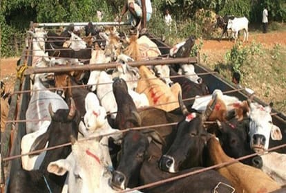 Here the fights in the name of cow and bull and their trafficking business crosses 50 billion