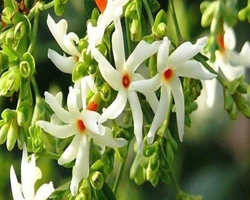 Know the amazing health benefits of Harsingar or Night Jasmine flower