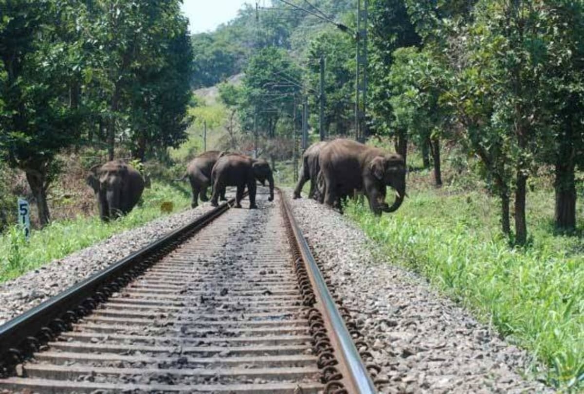 Government will consider using google earth to protect elephants