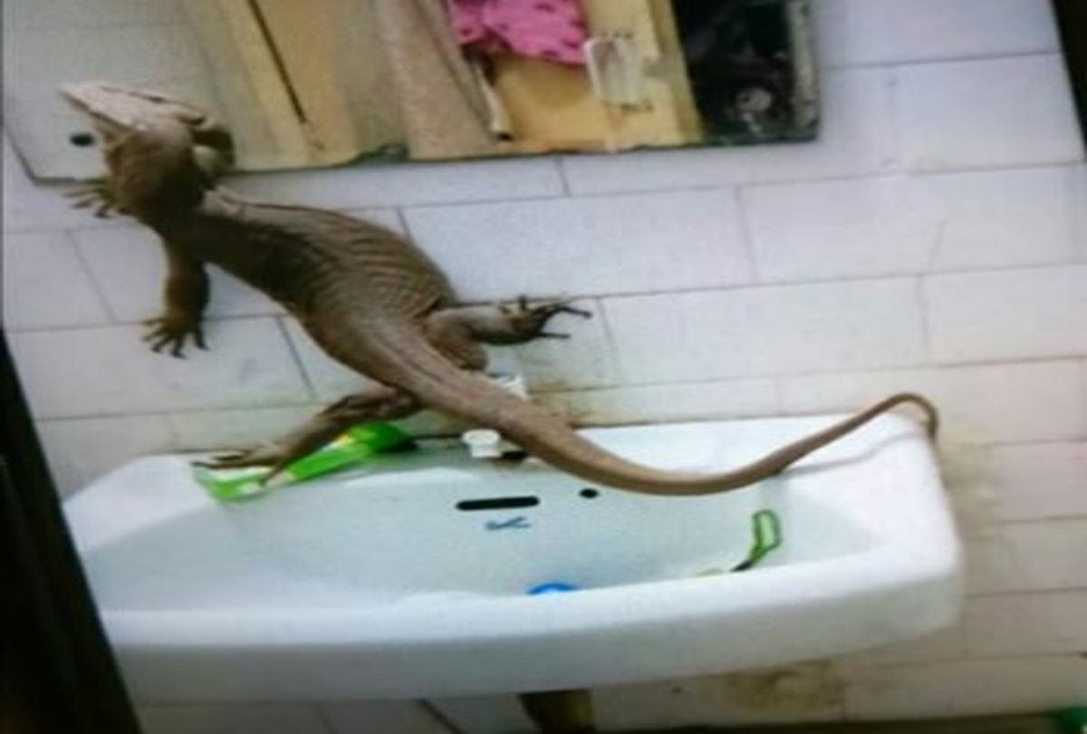 Giant Monitor Lizard Found At National Technical Research Organisation Premise In Delhi