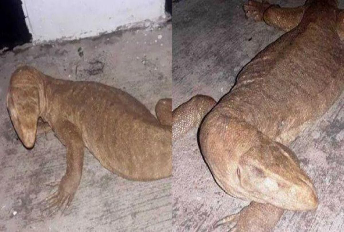 Wildlife SOS team rescues monitor lizard entered house in agra
