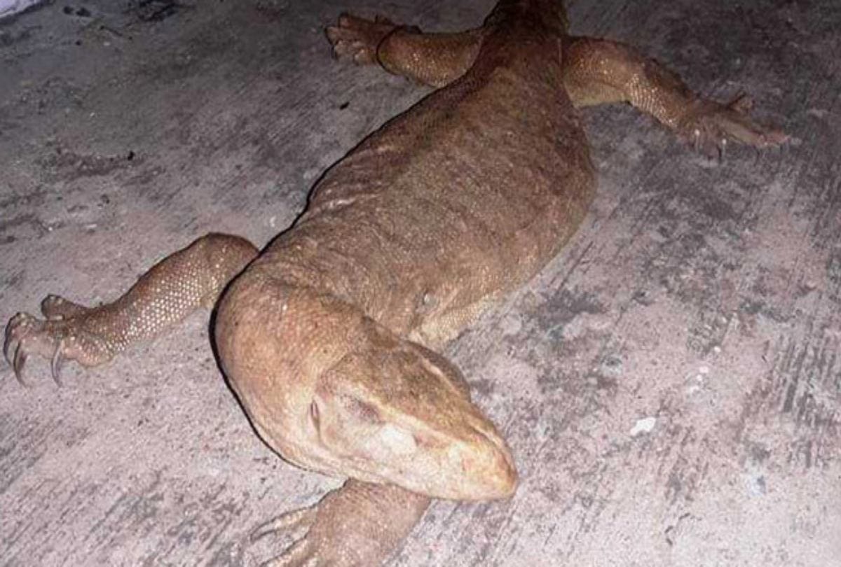 Giant Monitor Lizard Found At National Technical Research Organisation Premise In Delhi
