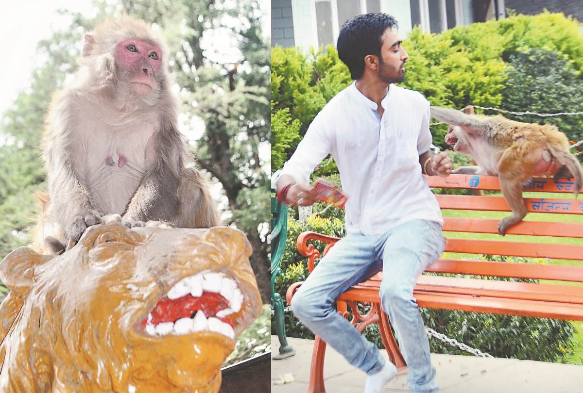 शहर में बढ़ा बंदरों का आतंक, लोग परेशान