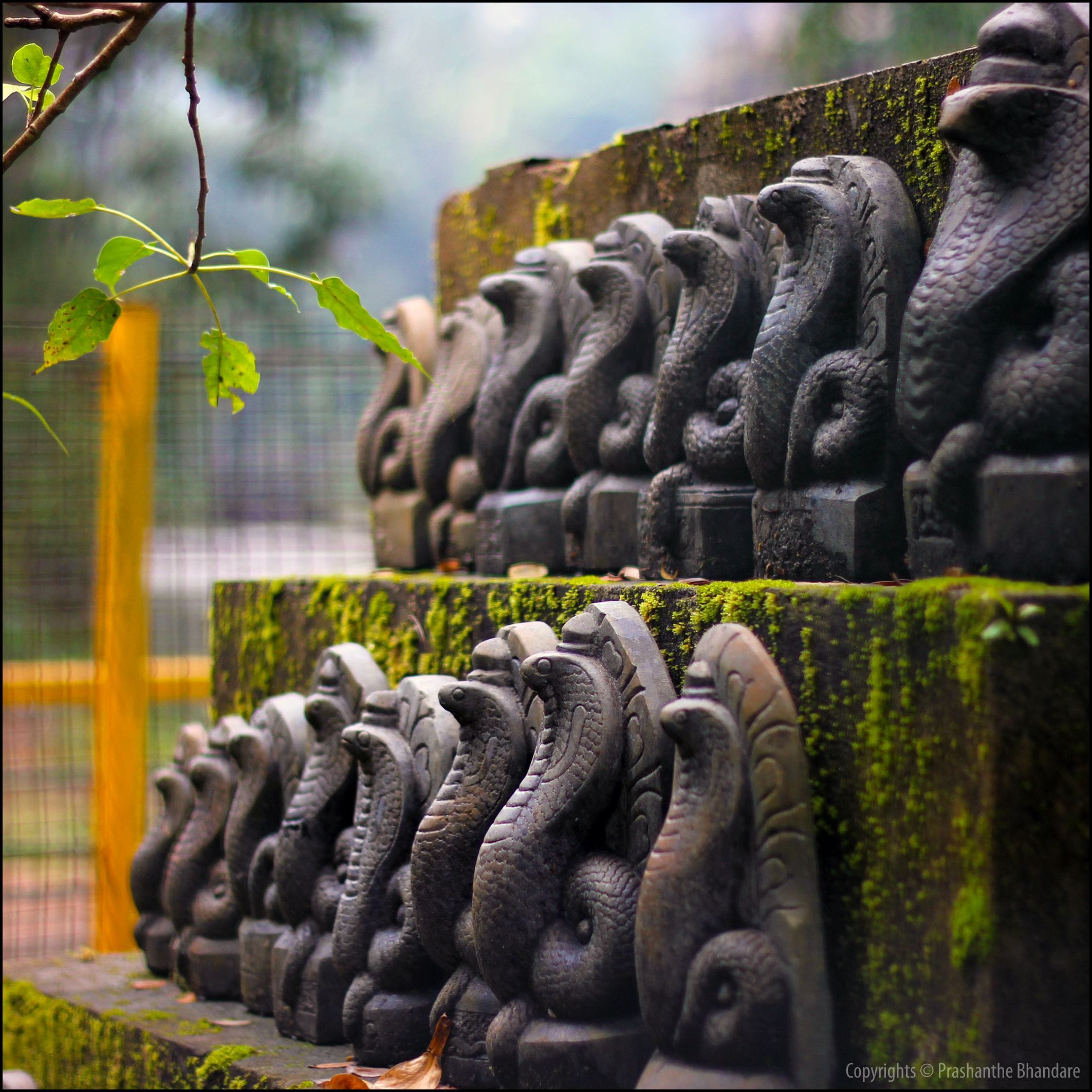 nag panchami 2018 nag panchami festival importance and history of snakes in indian mythology