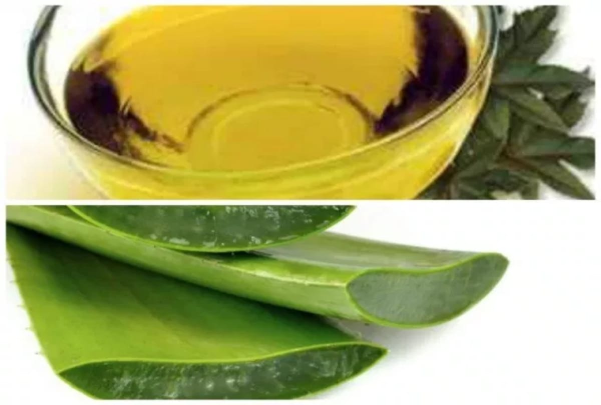 aloe vera health issues side effects disadvantages of aloe vera juice and gel