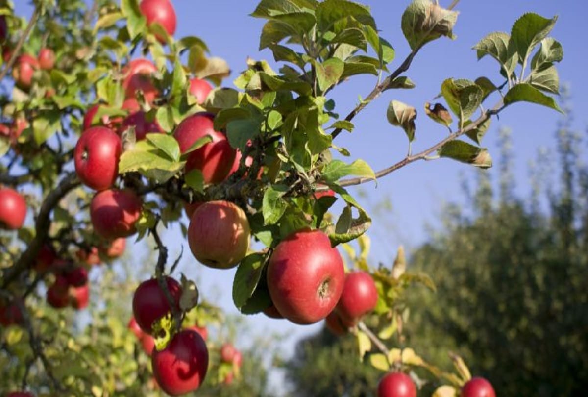 Apple tree first grow in Kazakhstan, then rest of the country