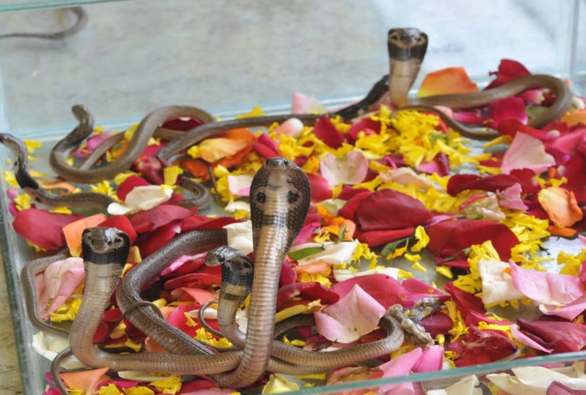 nag panchami 2018 nag panchami festival importance and history of snakes in indian mythology