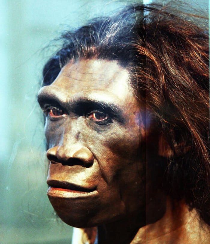 Homo Erectus were lazy so lost the life on earth: study